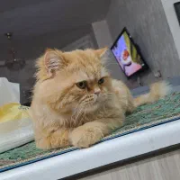 گربه نر جفتگیری|گربه|تبریز, |دیوار