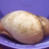 حلزون مولد ۴ عدد بزرگ