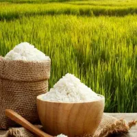 برنج فجر گرگان و گیلان خوش پخت