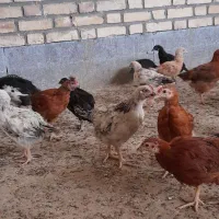 فروش جوجه های محلی|حیوانات مزرعه|سرپل ذهاب, |دیوار