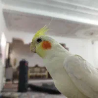 عروس هلندی لوتینو