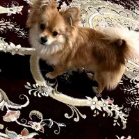 واگذاری سگ|سگ|کهنوج, |دیوار