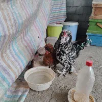 مرغ و خروس سلطانی