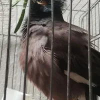 واگذاری پرنده قبول می‌کنم