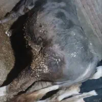 سیمینتال مور اصل گوشتی گردن دار