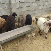 فروش گوسفند