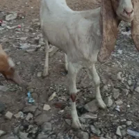 حیوانات مزرعه|حیوانات مزرعه|امیدیه, |دیوار