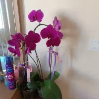 گل ارکیده طبیعی