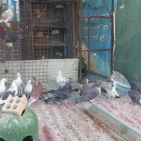 کفتر