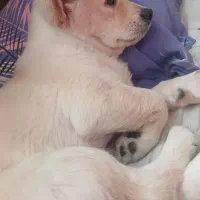 سگ پامر اشپیتز