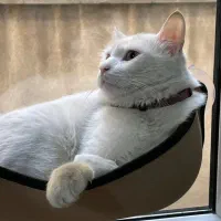 گربه سفید گمشده مژدگانی ۱۰ میلیون