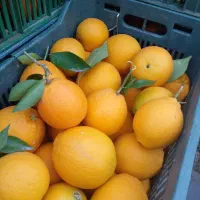 خریدوفروش مرکبات تامسن ونارنج