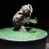 بونکی سریسا ژاپونیکا