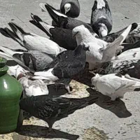 کفترواکسن خورده سالم بالای ۶ساعت