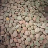 فروش و پخش عدس