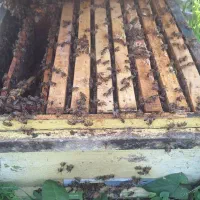 صد عدد زنبور|حیوانات مزرعه|چابکسر, |دیوار