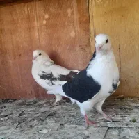 ۵۰ تا کفتر یجایی|پرنده|شهریار, شهریار|دیوار