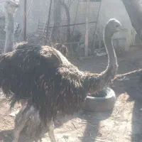 شترمرغ ۶ ماهه