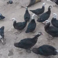 مرغابی شوروی|حیوانات مزرعه|شوط, |دیوار