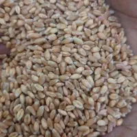 گندم پیشگام|خدمات باغبانی و درختکاری|نیر (اردبیل), |دیوار