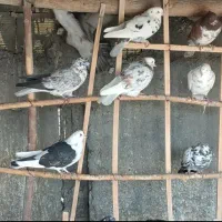 کبوتر پرش بالا