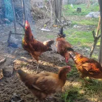 مرغ و خروس محلی