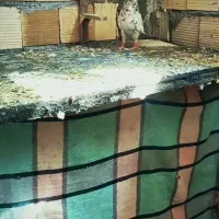 کله سیاه و شهری کاکول|پرنده|شیراز, شهرک گلها|دیوار