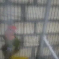 عروس هلندی آلبینو سخنگو ،طوطی برزیلی|پرنده|قدس, شهرک صنعتی زاگرس|دیوار