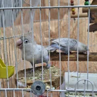 یک جفت کوتوله|پرنده|اصفهان, دستگرده|دیوار