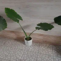 گل بابا آدم|گل و گیاه طبیعی|رشت, یخسازی|دیوار