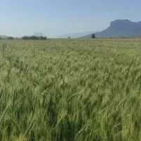 زمین باغی و کشاورزی