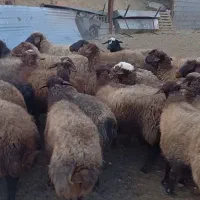 تعداد راس میش کردی درجه یک|حیوانات مزرعه|چناران, |دیوار