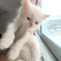 توله اصیل|گربه|تهران, پارک شهر|دیوار