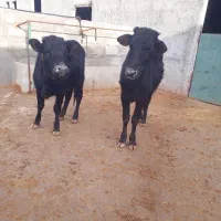 گوساله ماده بومی|حیوانات مزرعه|کوهدشت, |دیوار