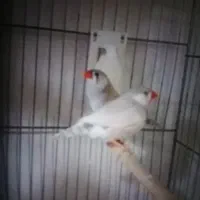 جفت فنچ با دو تا جوجه و جفت عروس|پرنده|کرمان, |دیوار