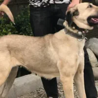 سگ ماده سرابی|سگ|شهریار, شهرک شاهد|دیوار