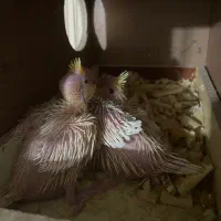 جوجه عروس هلندی|پرنده|شهریار, شهریار|دیوار