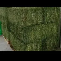 یونجه گوسفندی