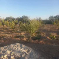 ۱۰۵۰متر باغ بادام گیلاس جوان ۱۰۰متری آسفالت|فروش دفتر صنعتی، کشاورزی، تجاری|سامان, |دیوار