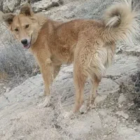 سگ گم شده درجهرم