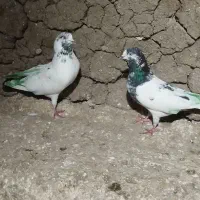 کبوتر فراری