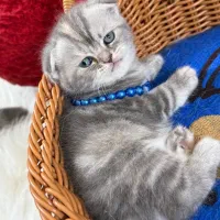 گربه بریتیش اسکاتیش اصیل|گربه|گرگان, |دیوار