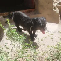 پاکوتاه ماده جهت معاوضه