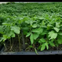 نشا گوجه کیمیا فلات زودرس