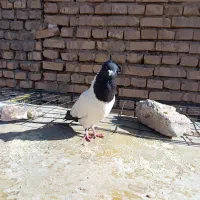 کفتر کله دم سیاه|پرنده|آباده, |دیوار