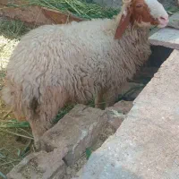 دو عدد بره نر به فروش میرسد