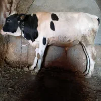 گوساله نر