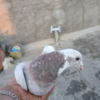 صید کلجه سار