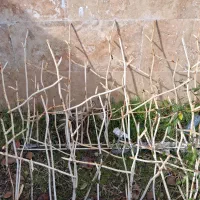 حفاظ شاخه گوزنی|خدمات باغبانی و درختکاری|امامزاده عبدالله, |دیوار