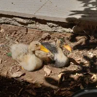 اردک سه ماه